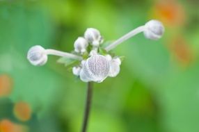 white autumn anemone close up