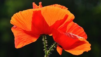 two red poppies close-up