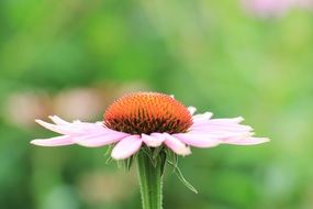 pale pink echinacea on a blurred background