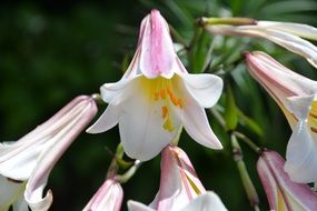 white pink lily bloom