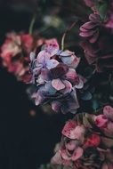 hydrangea or hortensia, Colorful flowers in darkness