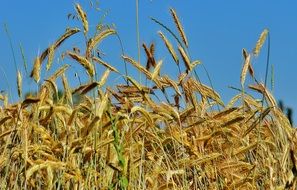 landscape of golden Grain Cornfield