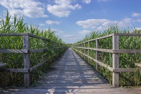 Wooden Boardwalk in spring