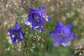 Beautiful blue iris flowers