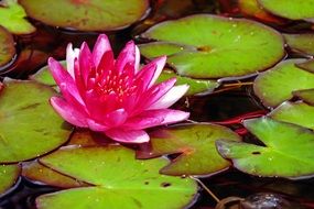 flowering water lily on the pond