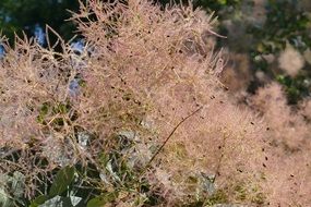 flowering acacia gregia