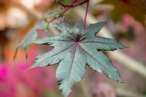 leaf garden cherry in Japan