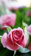 magical Rose Pink