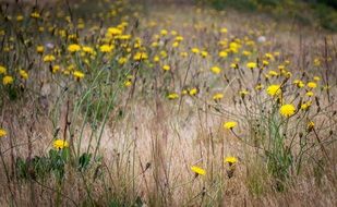 yellow flowers in a field in the meadow