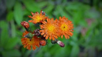 Orangrotes close-up on blurred background