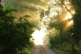 forest road in the morning sun