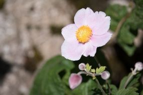 blooming autumn anemone
