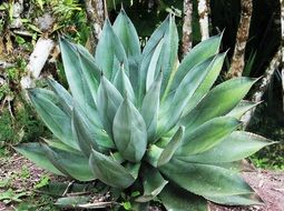 giant aloe vera bush