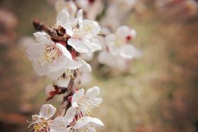 incredibly delicious White Flowers
