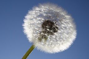 absolutely gorgeous Dandelion