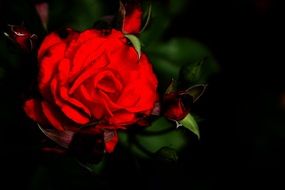 red rose with buds in the dark closeup