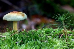 most beautiful Forest Mushrooms