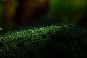 green moss in the forest in the sunlight