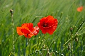 red poppies on a background of green grass