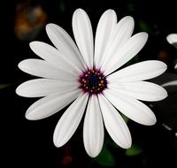 white daisy on a dark background