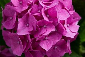 purple hydrangea fowers