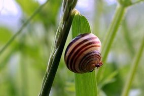 red ant on Snailâs Shell in grass