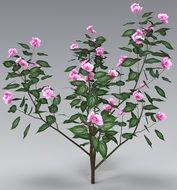 pink flower isolated nature plant