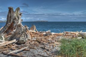 driftwood on the coast