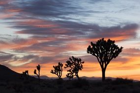 silhouettes of trees at sunset in Joshua Tree National Park
