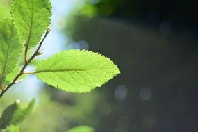 oval green leaves on a young tree