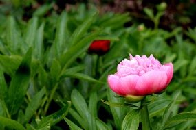 pink peony on a lush green bush close up