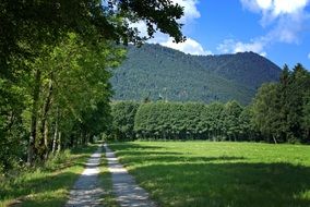 unimaginable green Forest