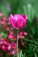macro photo of extraordinary beautiful pink Tulip