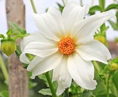 white dahlia on a bush close up