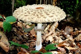 mushroom in the forest on dry leaves in autumn