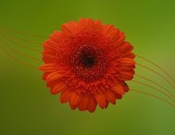 red gerbera on the green background