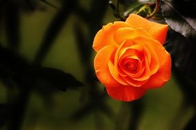 bright orange rose on a bush close up
