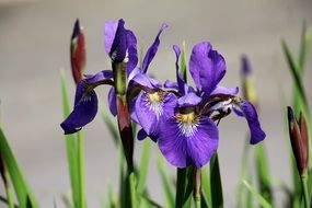 amazing Iris Flower