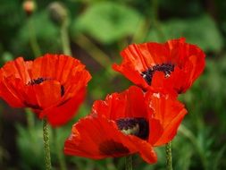 three red poppies in the grass close up