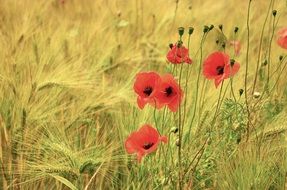 red poppies with buds among a barley field