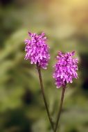 the heath spotted orchid is an herbaceous perennial plant