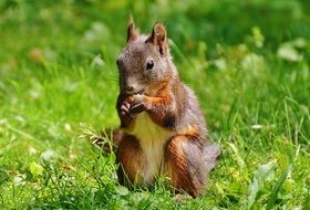 squirrel-rodent
