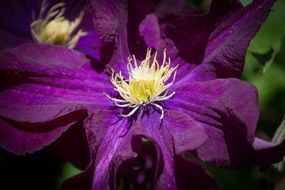 purple clematis in garden