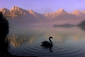 swan on a mountain lake in a haze