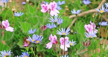 blue daisy near pink flowers in a meadow