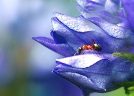 ant on bright blue flowers close up