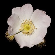 wonderful Anemone Nemorosa