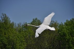 swan in flight over the trees