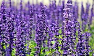 lavender like purple flowers
