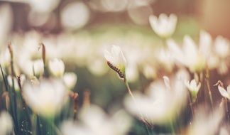 blurred photo of a caterpillar on a white crocus